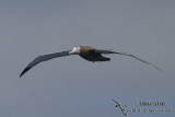 Wandering Albatross 2278.jpg