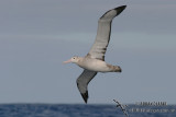 Wandering Albatross 2861.jpg