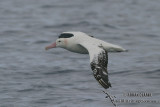 Wandering Albatross 4238.jpg
