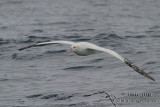 Wandering Albatross 4250.jpg