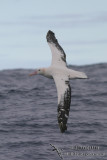 Wandering Albatross 4255.jpg