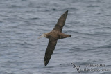 Wandering Albatross 4265.jpg