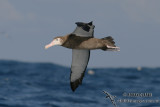 Wandering Albatross 5585.jpg