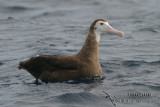 Wandering Albatross 7320.jpg