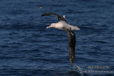 Wandering Albatross 7696.jpg