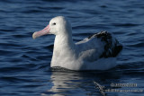 Wandering Albatross 7803.jpg