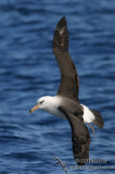 Campbell Albatross 7384.jpg