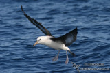 Campbell Albatross 7385.jpg