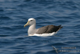 Salvins Albatross 2922.jpg