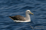 Salvins Albatross 2924.jpg