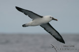 Yellow-nosed Albatross 4269.jpg