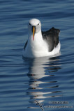 Yellow-nosed Albatross 6247.jpg