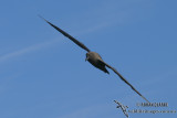 Sooty Albatross 5488.jpg