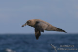 Sooty Albatross 5509.jpg