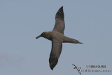 Sooty Albatross 5538.jpg