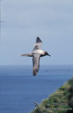 Light-mantled Sooty Albatross s0778.jpg