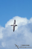 Light-mantled Sooty Albatross s0783.jpg