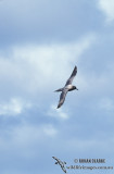 Light-mantled Sooty Albatross s0784.jpg
