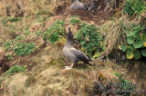 Light-mantled Sooty Albatross s0786.jpg