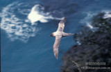 Light-mantled Sooty Albatross s0789.jpg