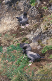 Light-mantled Sooty Albatross s0800.jpg