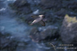 Light-mantled Sooty Albatross s0801.jpg