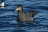 Northern Giant-Petrel 7659.jpg