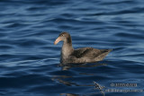 Northern Giant-Petrel 7666.jpg