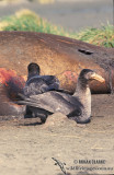 Northern Giant-Petrel s0443.jpg