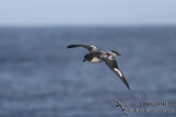 Cape Petrel 7638.jpg