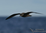 Great-winged Petrel 4320.jpg