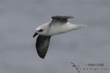 White-headed Petrel 2058.jpg