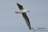 White-headed Petrel 2078.jpg