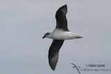 White-headed Petrel 2088.jpg