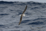 White-headed Petrel 2168.jpg