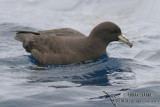 White-chinned Petrel 1593.jpg