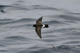 New Zealand Storm-Petrel 1396.jpg