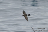 New Zealand Storm-Petrel 1470.jpg