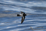 New Zealand Storm-Petrel 1738.jpg