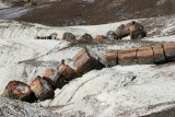 sliced trunks-Petrified Forest