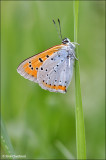 Grote Vuurvlinder