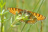 Veldparelmoervlinder