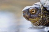 Amfibieën en Reptielen