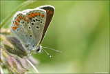 Bruin Blauwtje