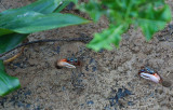 CRW_1167-Two-Fiddler-crabs.jpg