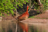 EPV0025-Small-Long-tail-in-Lagoon.jpg