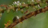 EPV0062-Ant-at-Cape-Panwa.jpg