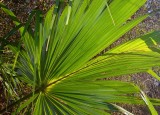 Palm Frond  in Photosynthesis
