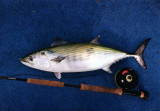 Northern Bonito