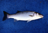 Stripped Bass